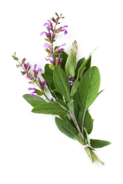 开花的圣人