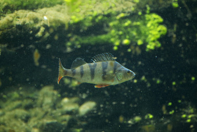 欧洲人(Perca fluviatilis)。