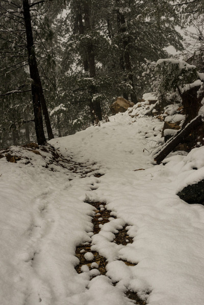 冬天的风景。树和干草植物在雪中。白雪覆盖的山脉在模糊的背景中。