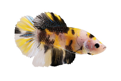 锦鲤雄性斗鱼一串红暹罗斗鱼水族馆
