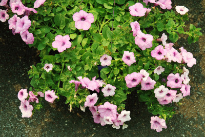 小花闭合