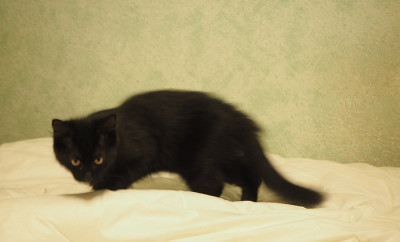 小黑猫叫幸运