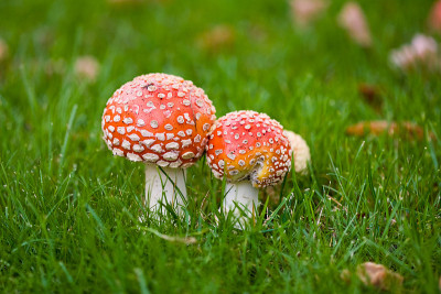 毒Mushrooms