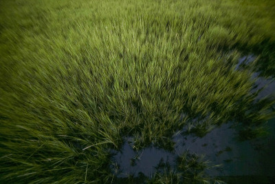 绿草沼泽背景