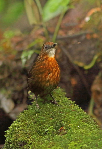 Rusty-breasted Wren-babbler