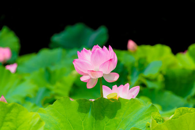 莲花