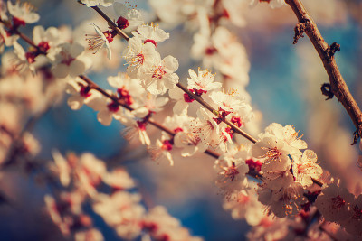 杏树开花