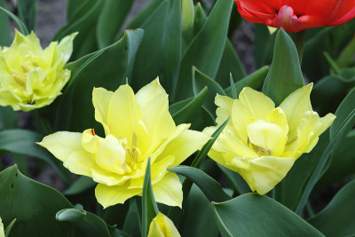 郁金香花