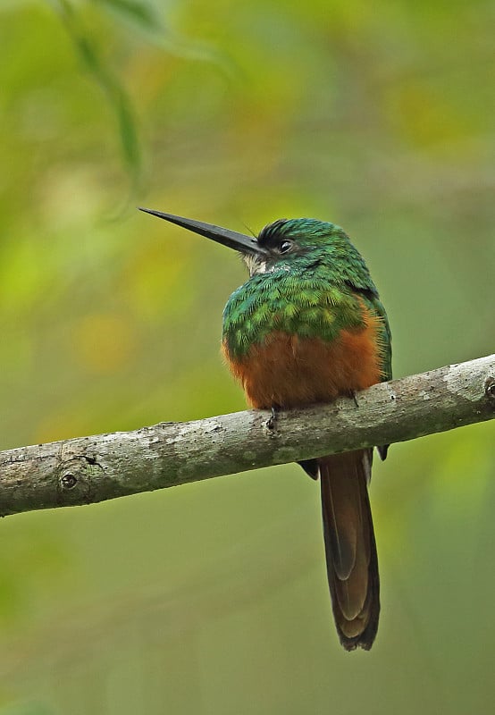 Rufous-tailed一种食虫鸟