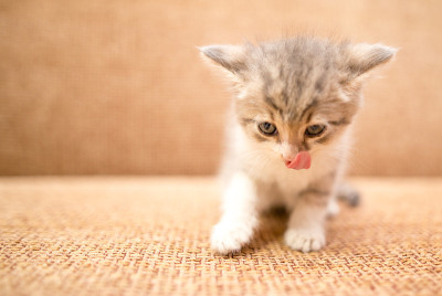 一只小猫的肖像