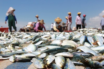 塞纳河的传统渔民在海边捕鱼