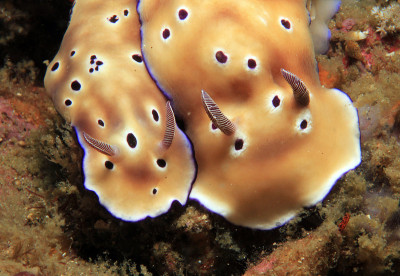 Risbecia Tryoni夫妇