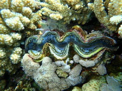 双壳贝类最大蚌或小巨蚌(最大砗磲)，生活在红海