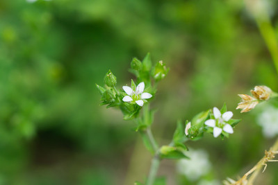 百里香叶沙蒿花