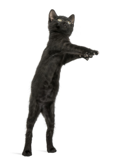 黑猫后腿站立，直立，玩耍，2个月大，孤立在白色