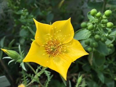 花和植物在温室或热带房子在植物园圣加尔，圣加伦-瑞士