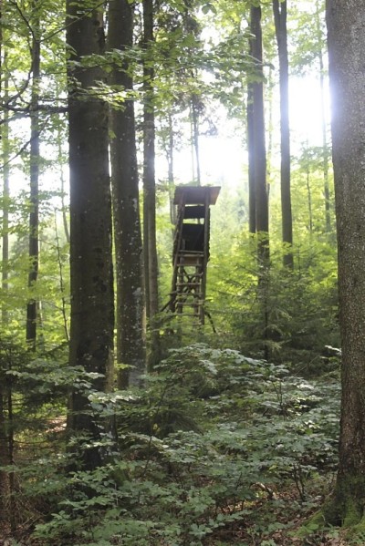 在森林中打猎用的小屋