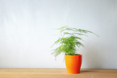 室内植物木桌和白色墙壁