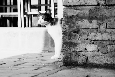 家猫