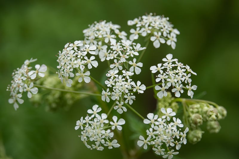 牛欧芹花在春天开放