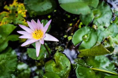 莲花