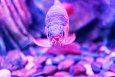 红王龙鱼在近距离观察水族馆