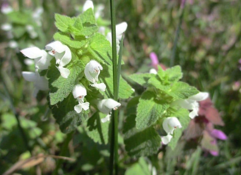 在阳光下开白色花的紫色死荨麻(Fr: Lamier pourpre) (Lamium purpure