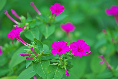 Mirabilis jalapa