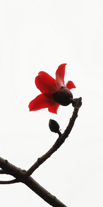 木棉花04
