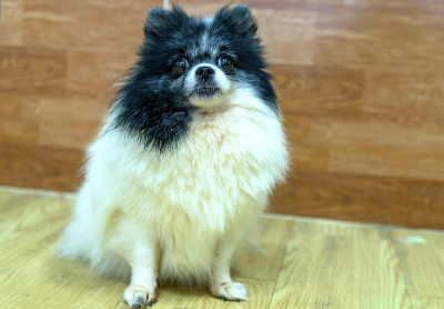 博美犬肖像家养宠物。