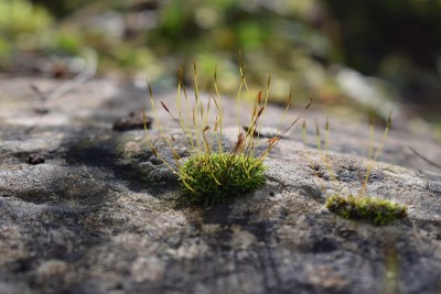 苔藓七世