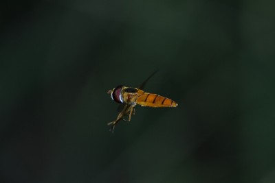 食蚜蝇