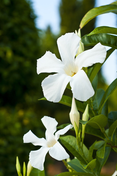 玫瑰Dipladenia。