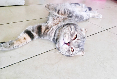 猫