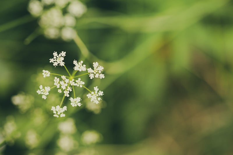 奶牛欧芹