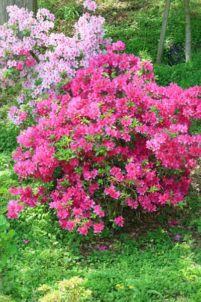 杜鹃花
