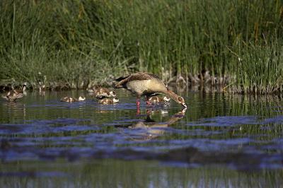Egyptian Goose, alopochen aegyptiacus, Adult with 