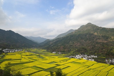 科尔的花