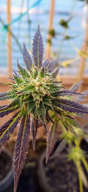 灵丹妙药