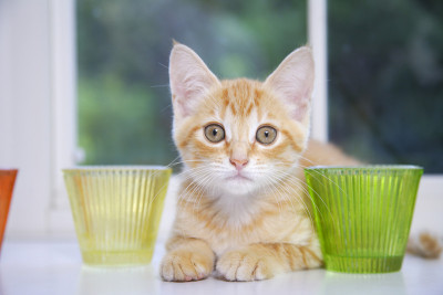 小猫在窗台上看相机