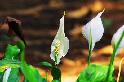 和平百合的花