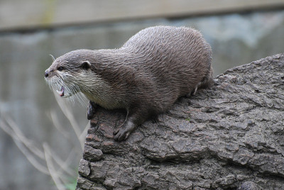 水獭