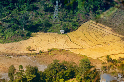 印度锡金村的麦田