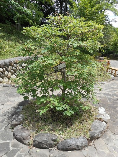 Quercus serrata