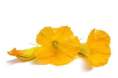 南瓜花