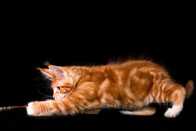 黑色背景上的缅因猫。