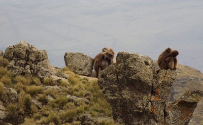 一群狒狒(Theropithecus Gelada)坐在埃塞俄比亚塞米恩山脉的山顶上。