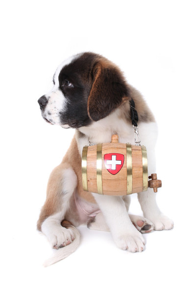 圣伯纳犬用一个救援桶绕着