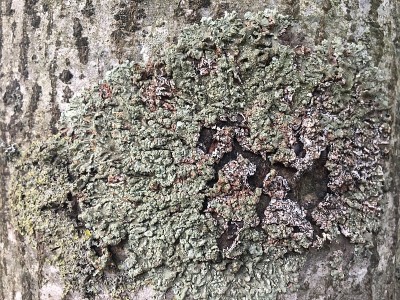 灰酱——树皮和地衣