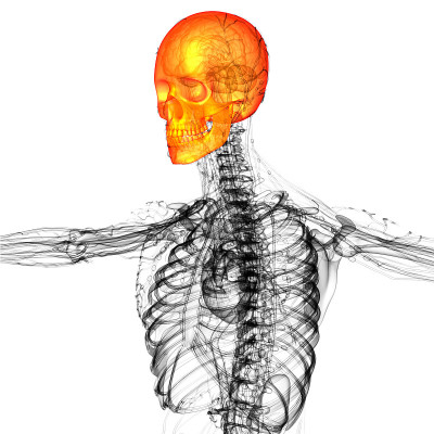 颅骨的3d渲染医学插图